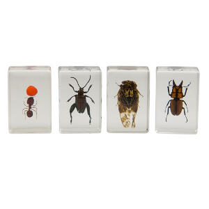 Set specimene de insecte 3D #3 Celestron 44409